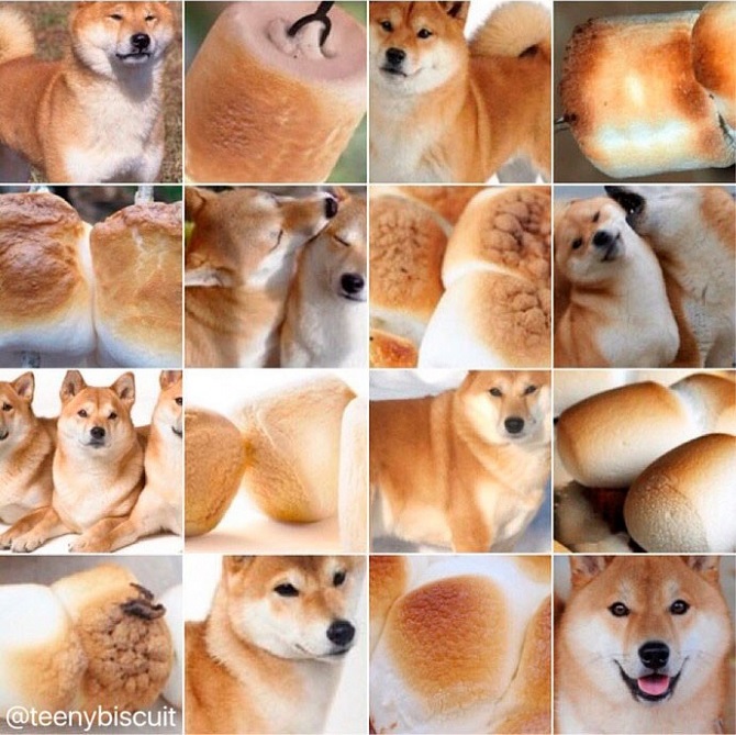 shiba or marshmallow.jpg